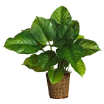 Bloemen, planten en bomen