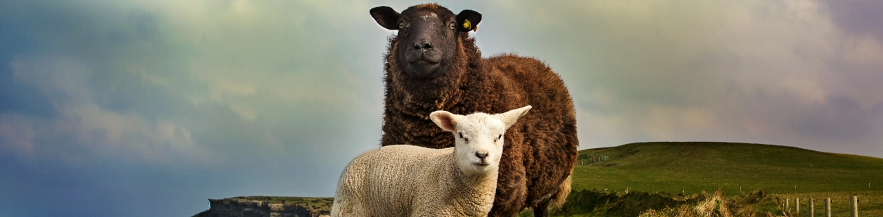 10 Ierse Kledingmerken Die Duurzame Mode Maken